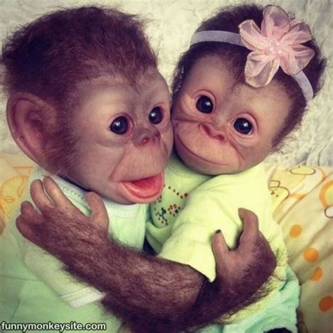 Baby Monkeys Are The Cutest Creatures (20 Photos) | Cute baby monkey, Pet monkey, Monkey pictures