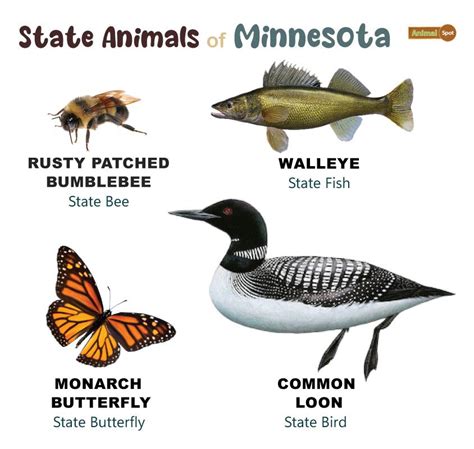 List of Animals That Live in Minnesota (With Pictures)