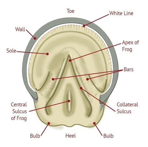 Horse Hoof Parts Diagram Hoof Pony Horse Parts Clubber Smart