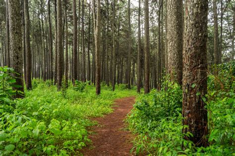 Ngwo Pine Forest - Guide to Nigeria tourism, local culture & investments