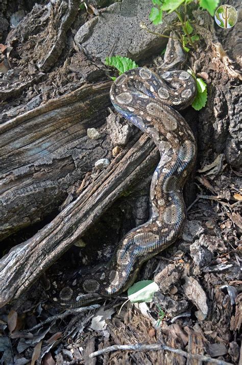 Boa sigma in the Sierra Juriquipa | Wild Sonora