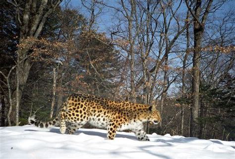 Amur Leopard – Facts, Habitat, Population, Diet, Pictures