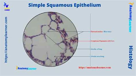 Simple Squamous Epithelium under a Microscope with a Labeled Diagram ...