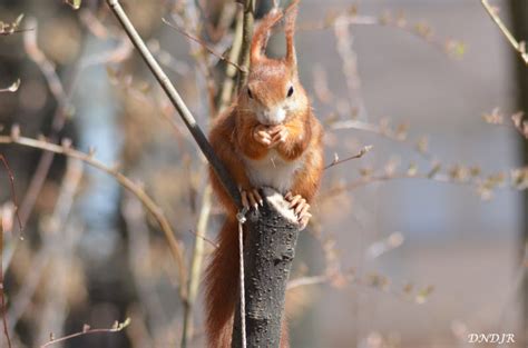 Wildlife of Germany - www.geo4u.net