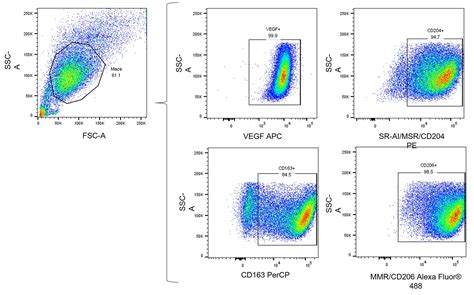 M2 Macrophage Flow Cytometry Panel FMC-P-007: R&D Systems