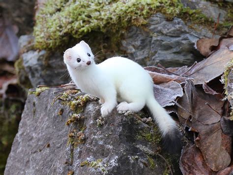 Ermine | Curious | Nature animals, Albino animals, Animals beautiful