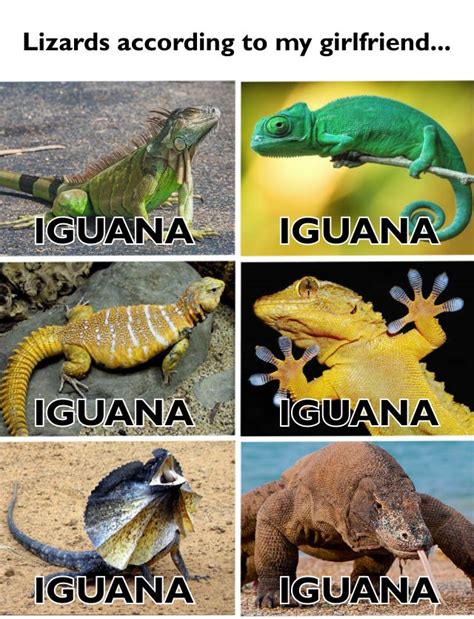 It's an iguana! : r/memes