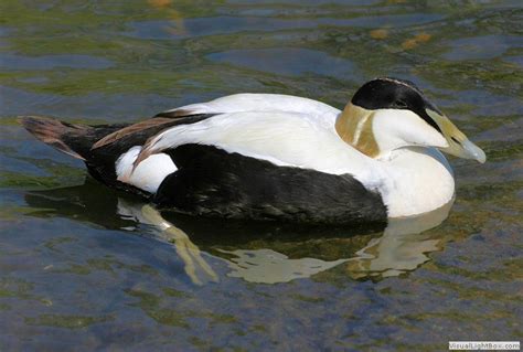 Identify all types of Ducks - Duck pictures & Duck representative species - Wildfowl Photography.