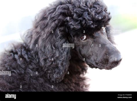 Black standard poodle hi-res stock photography and images - Alamy