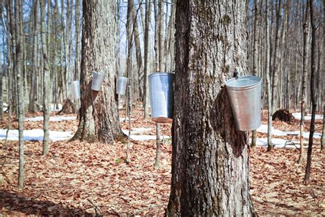 Maple Syrup: Quebec Is Hurting Its Producers and Encouraging Its ...