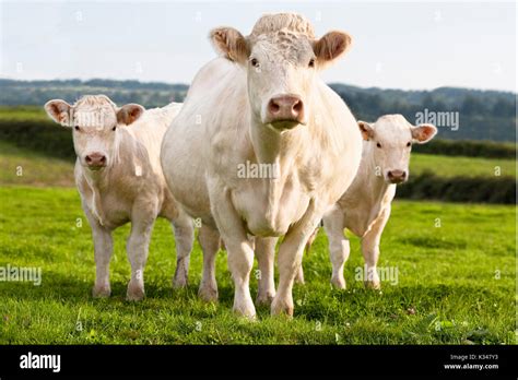 Charolais cow and two calves standing beside in the grass Stock Photo ...