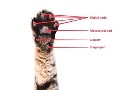 Cat Paw Anatomy, Facts, Care Guide, Pictures, FAQs & More