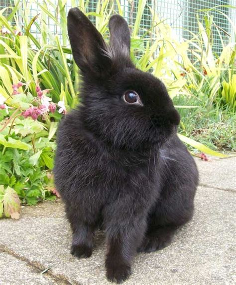 18 best _ _ images on Pinterest | Bunnies, Bunny rabbits and Pets