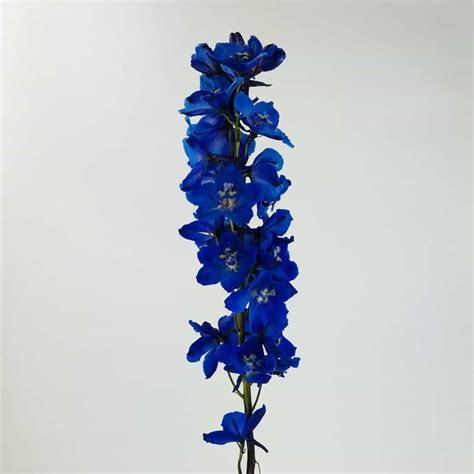 DELPHINIUM - DARK BLUE - Wholesale Bulk Flowers - Cascade Floral