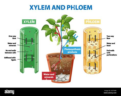 Phloem And Xylem In Plants