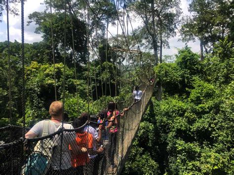 I Survived the Kakum National Park Canopy Walk - FindingAE