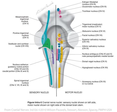 Brainstem Cranial Nerve Nuclei Introduction - cranial nerves