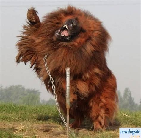 The Tibetan Mastiff