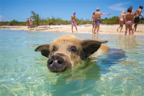 How to get to Pig Beach from Nassau Bahamas - Bahamas Air Tours