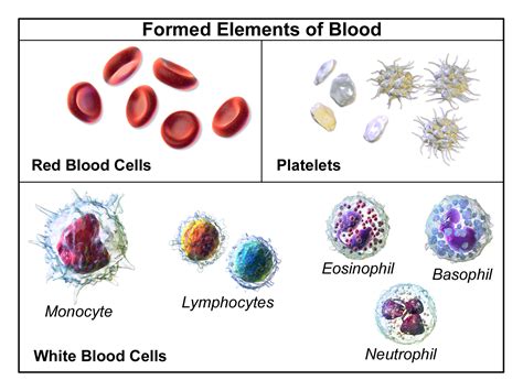 White Blood Cells Tutorial | Sophia Learning