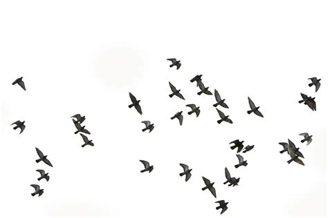 birds flying - Google Search Cut Out Photoshop, Photoshop Rendering, Photoshop Brushes ...