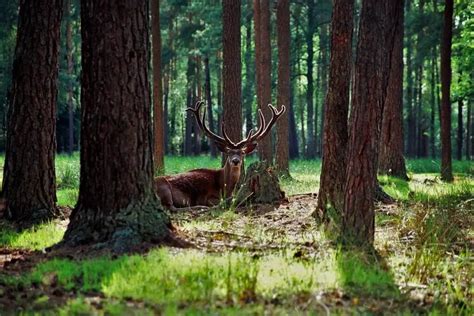 National Parks in Belarus. Best place to observe nature - Visit-Belarus.com