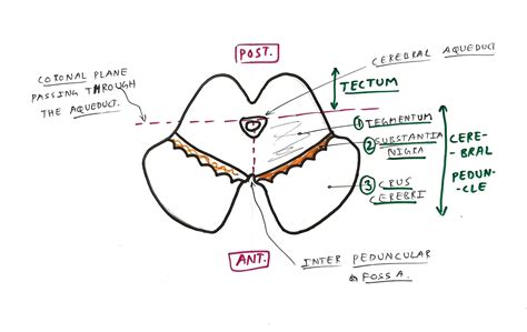 Midbrain - TCML - The Charsi of Medical Literature