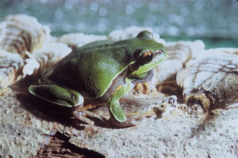 Pine Barrens Tree Frog | Discover Animals