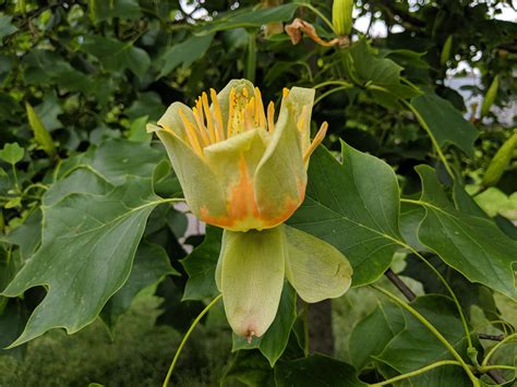 Liriodendron tulipifera, the Tulip Tree, in bloom in Victoria Park in Bristol : r/GardeningUK