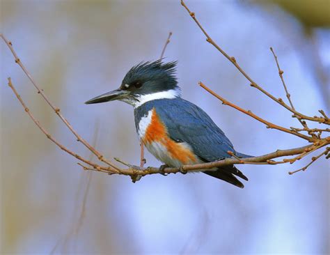 Belted Kingfisher - FeederWatch