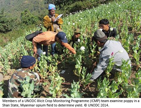 Opium production in the Golden Triangle continues at high levels, threatening regional integration