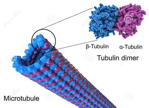 TraKine™ Pro Live-cell Tubulin Staining kit, your best choice for cytoskeleton study ...