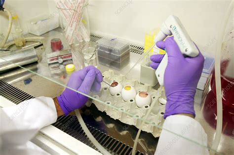 Virology laboratory - Stock Image - C004/0193 - Science Photo Library