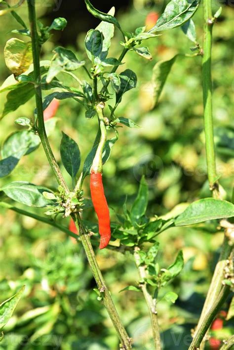 Green organic chili pepper on young plant at farm field, Harvest concept. 4976561 Stock Photo at ...