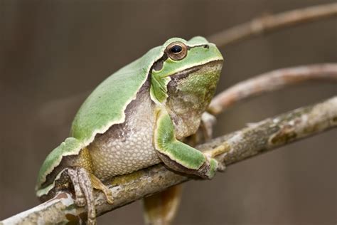 European Tree Frog Facts and Pictures