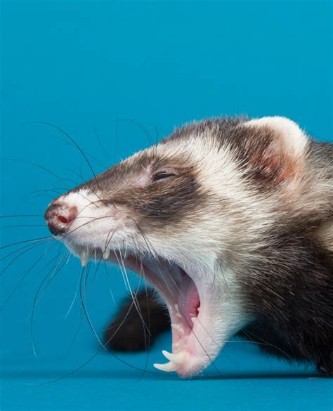 🙋FERRET EXPERTS NEEDED: What's the best way to clean ferret teeth😁? I'd ...