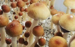 Best Psilocybe Cubensis Strains Ranked By Potency, Visuals & Effects