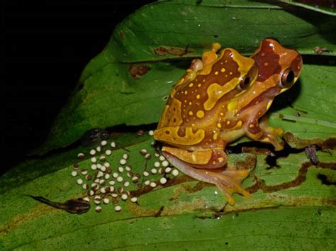 Transitional Frog Lays Eggs on Water and Land | Live Science