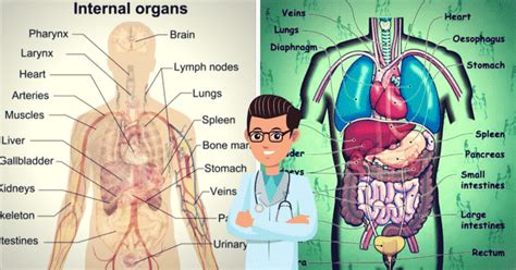 English Vocabulary: Internal Organs of the Human Body - ESLBuzz ...