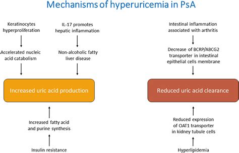 Frontiers | Hyperuricemia in Psoriatic Arthritis: Epidemiology, Pathophysiology, and Clinical ...