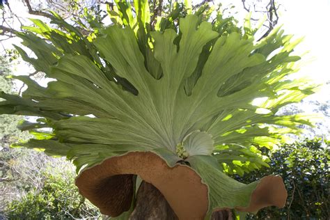 How to Grow Majestic Staghorn Fern Plants Indoors