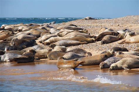 Seals at Blakeney Point Norfolk Just one day of work and then we get to lazy around like these ...