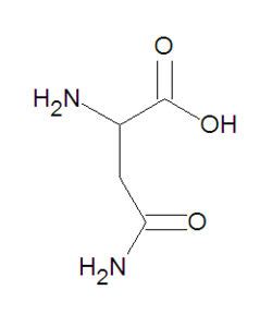 Asparagine - encyclopedia article - Citizendium