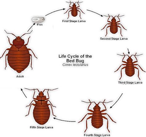 Bed Bug Larvae Stages