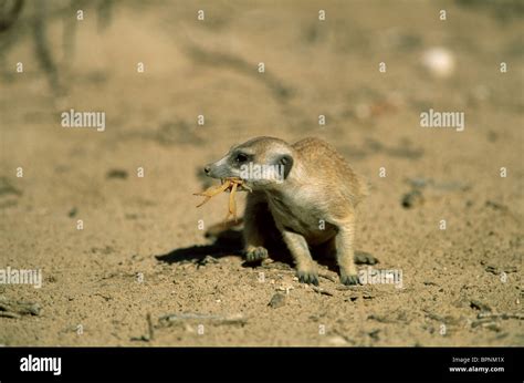 Suricate or Meerkat eating scorpion Suricata suricatta Kalahari Gemsbok National Park South ...