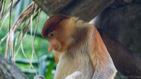 Proboscis monkey - Singapore Zoo | Our Life at 10 | Flickr