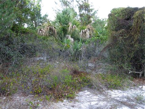 Gardening South Florida Style: Native Florida Sand Pine Scrub Land