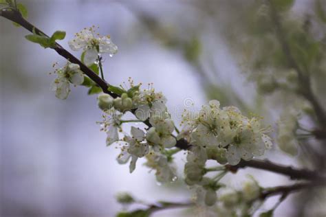 Blooming Plum Tree. White Flowers. Stock Image - Image of outside ...