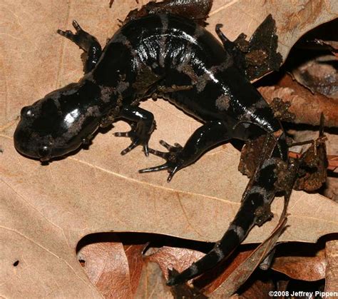 Marbled Salamander (Ambystoma opacum)