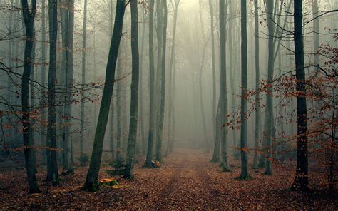 Pix For > Fog Forest Autumn | Fog wallpaper, Nature poster, Beautiful forest